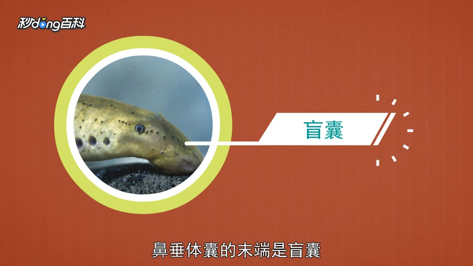 原来七鳃鳗长这样