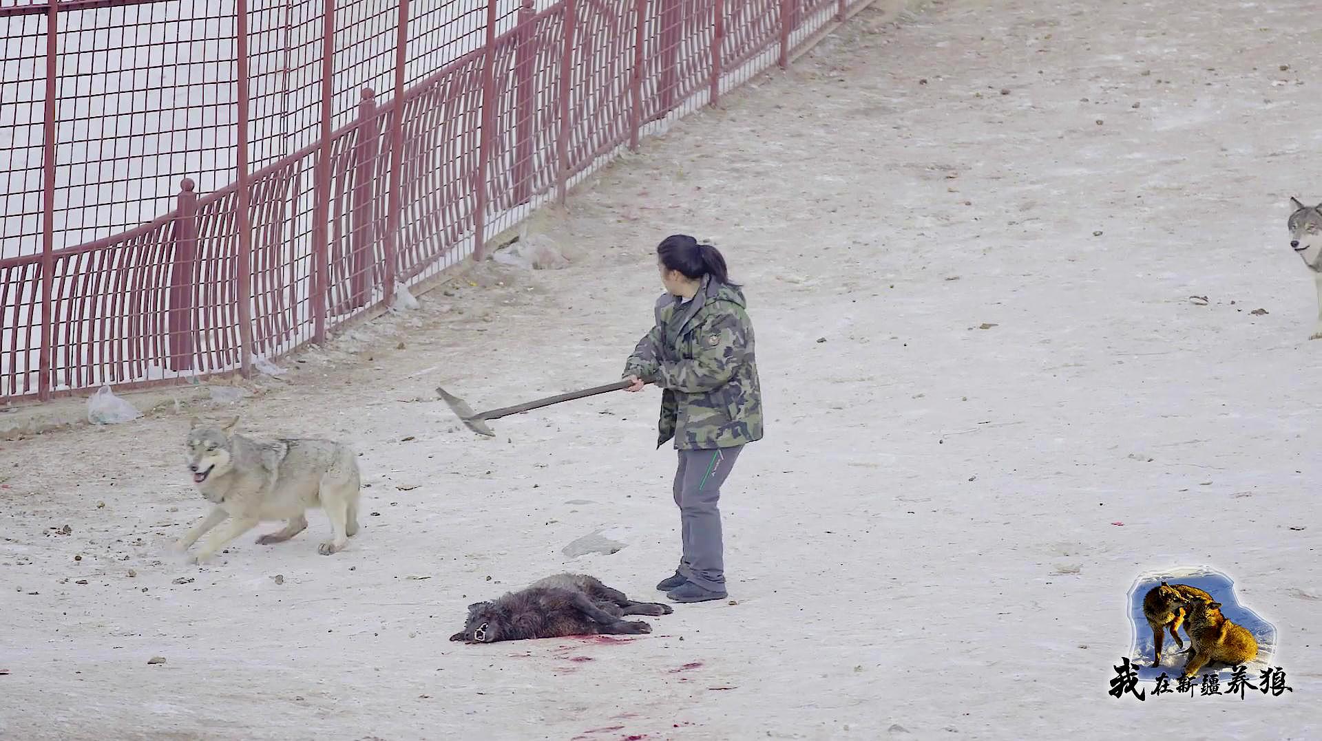 [图]破坏规矩的下场！狼后直接被狼群联合咬死，为啥都是母狼在攻击