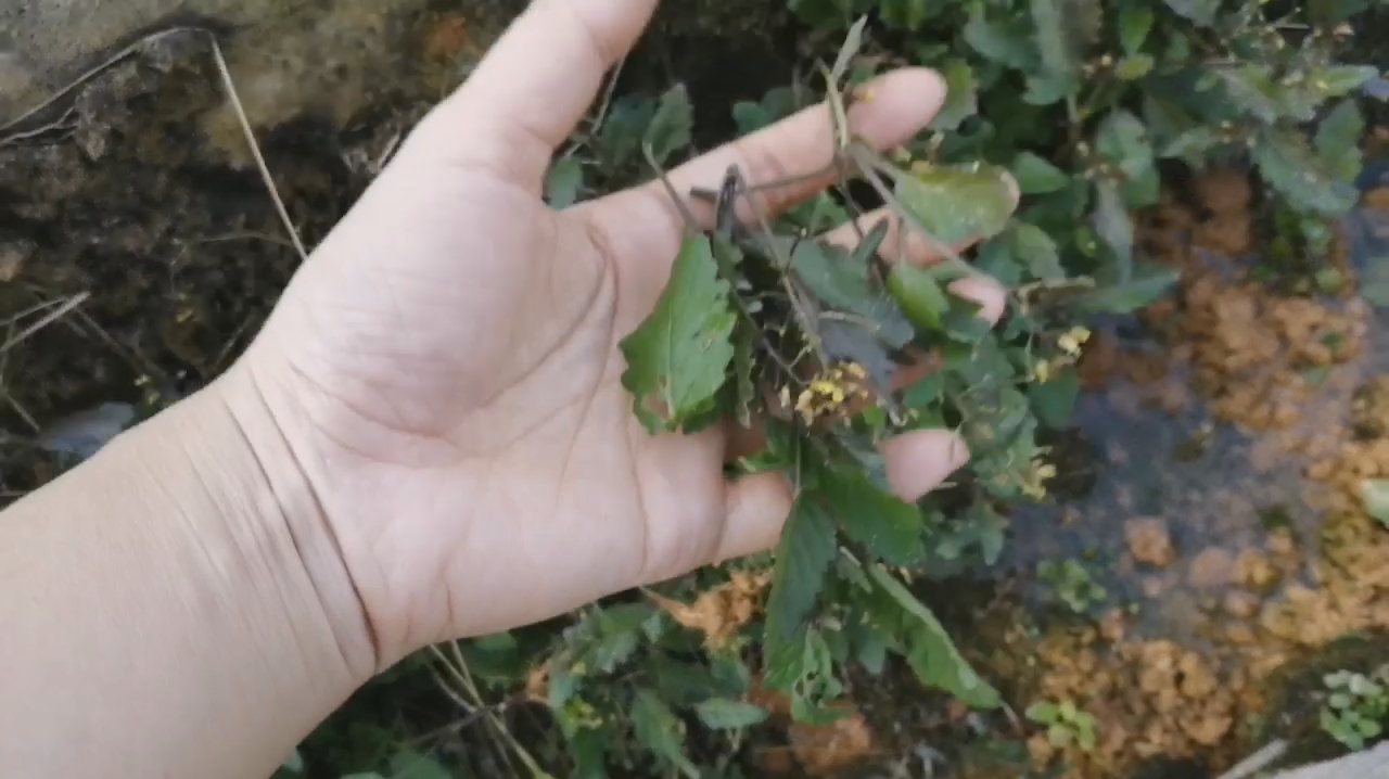东莞最大的蔬菜批发市场,这种珍稀鸡肉菜随处可见,你吃过吗