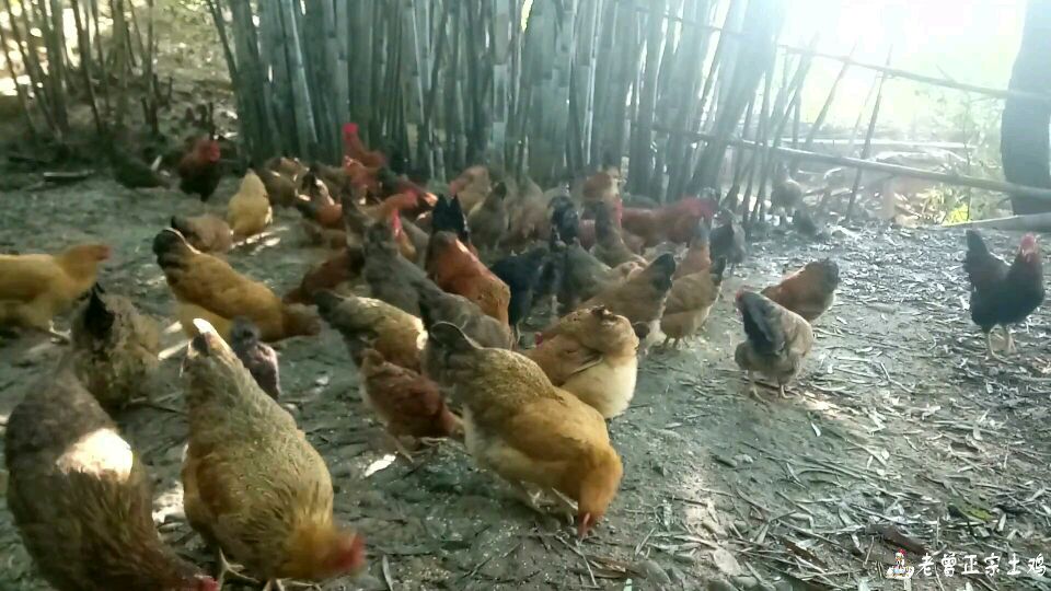 竹林茂盛山里养鸡,怎么样防蛇?我是用这东西