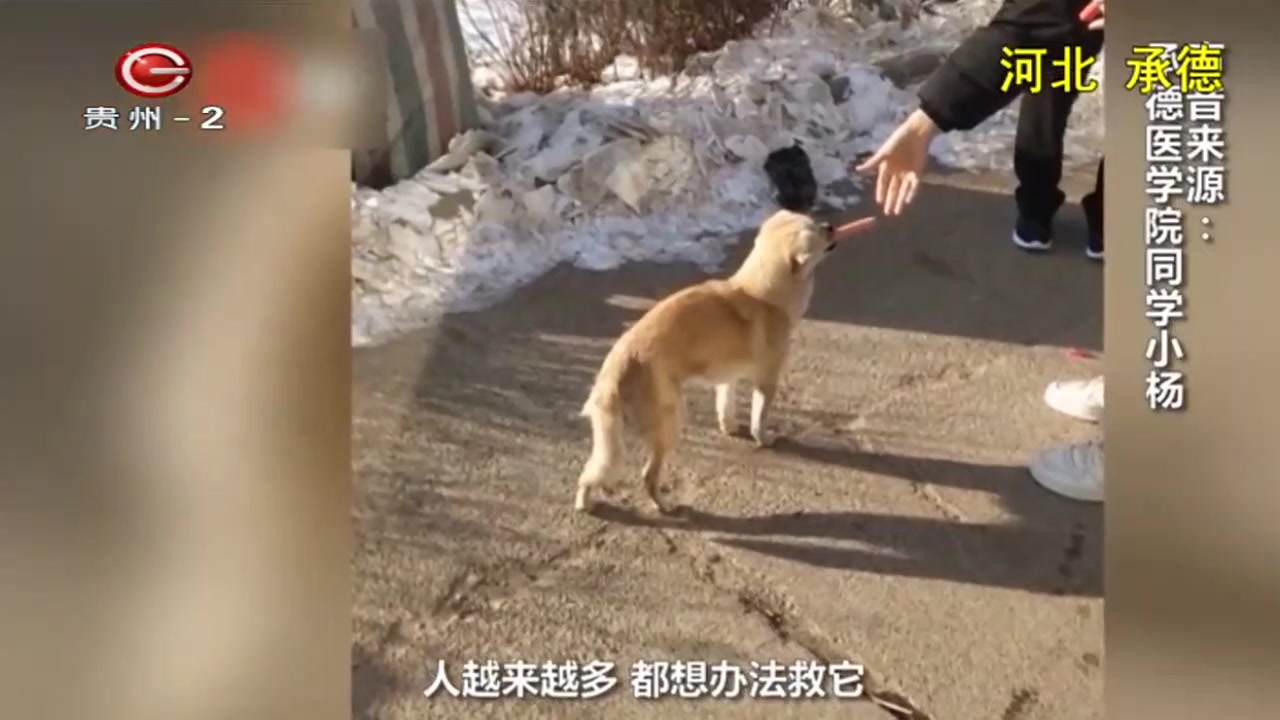 狗狗坐在地上撒尿屁股被冻住:好笑吗?你看我的样子像开心吗?