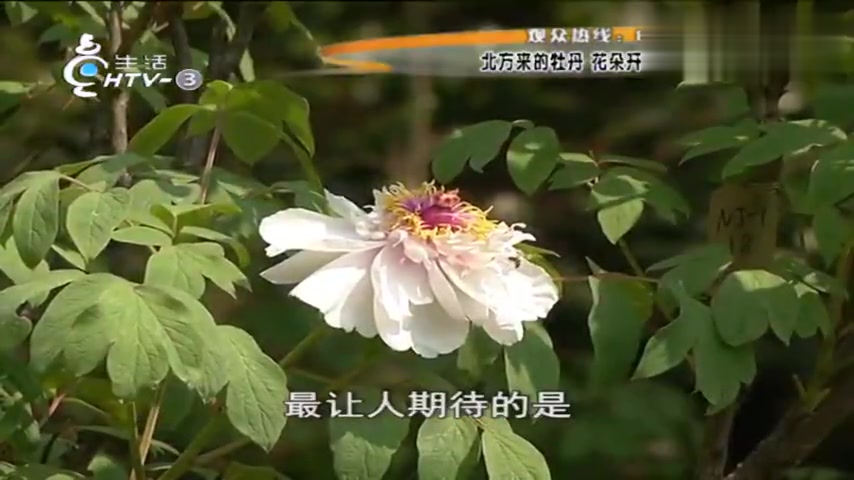 [图]牡丹花展攻略:150个品种供你赏,“花王”携手“花后”首次绽放