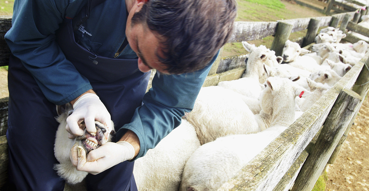 贵州省畜牧兽医学校怎么样？师资力量、发展前景及就业情况解析