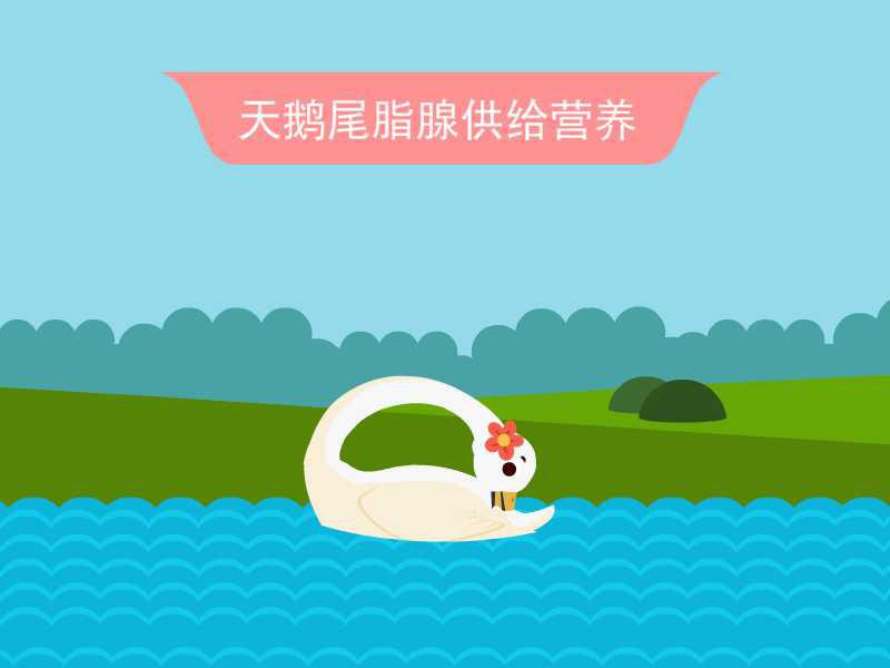 天鹅尾脂腺供给营养