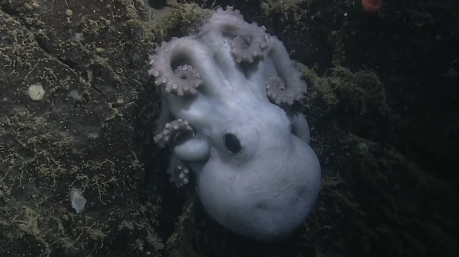 母爱的伟大,大章鱼为了避免自己吃掉小章鱼,选择自杀!