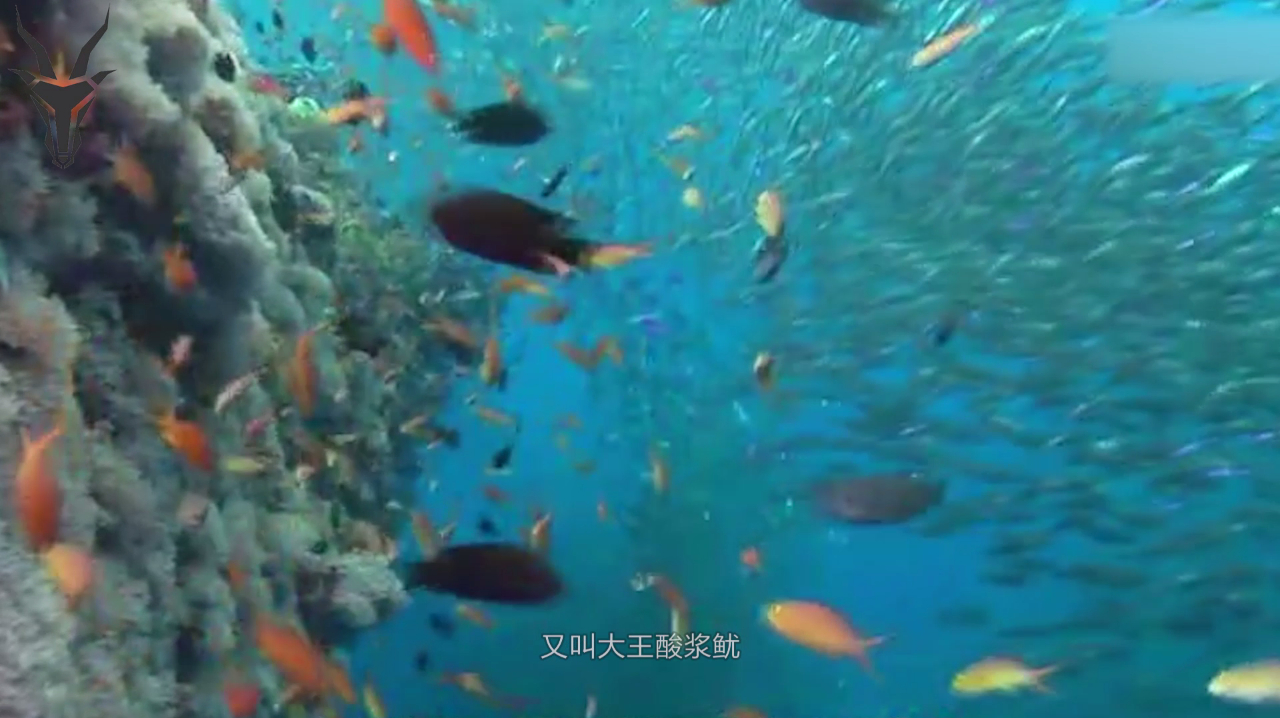 世界上最大的鱿鱼,出生不久就有10米长,一生短暂只活450天