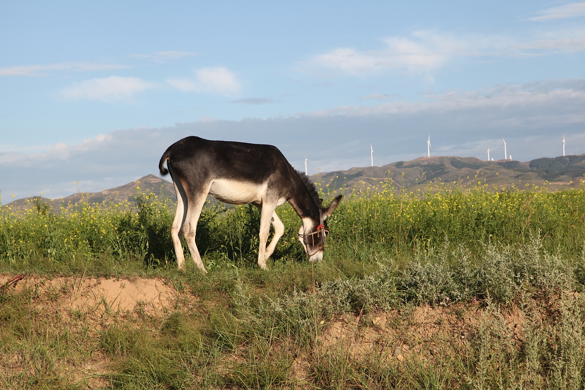 内蒙古乌兰察布市媒体曝光热线电话：维护公共利益，推动社会进步