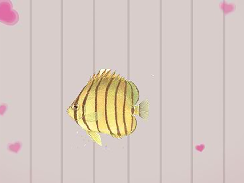 八带蝴蝶鱼