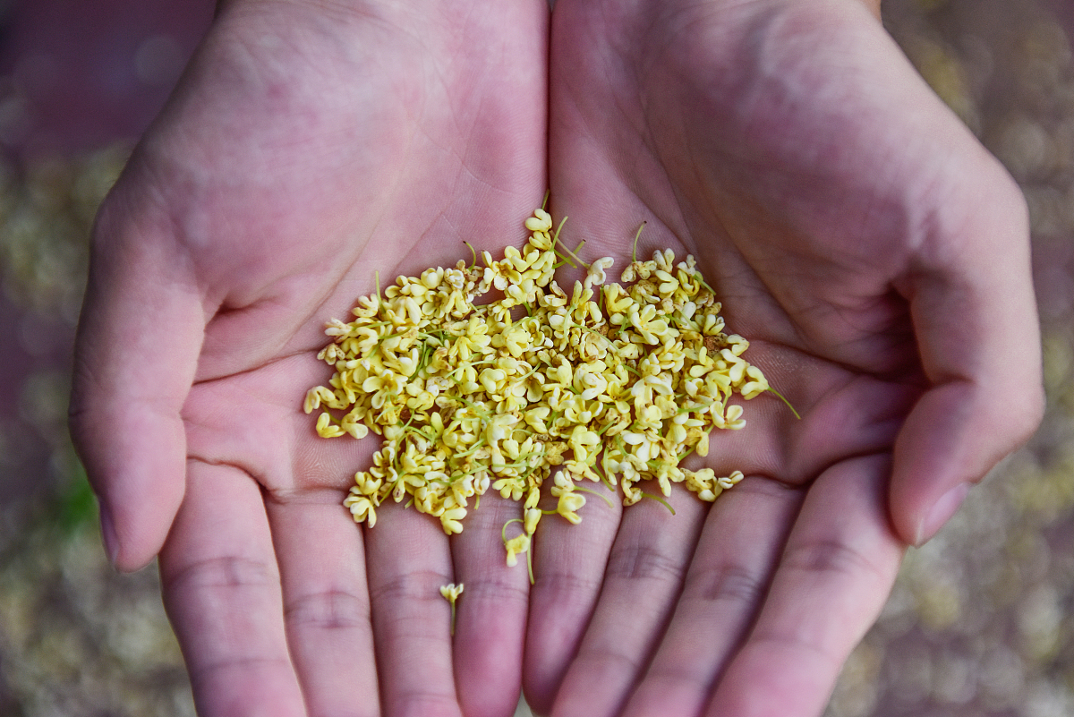 重庆市云阳职业教育中心招生简章