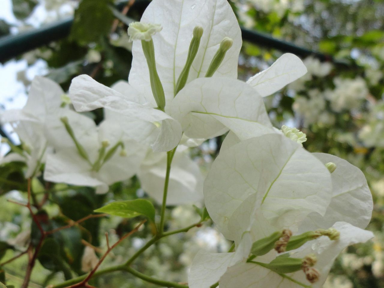 白棉花:一部反映中国农村现状的影片