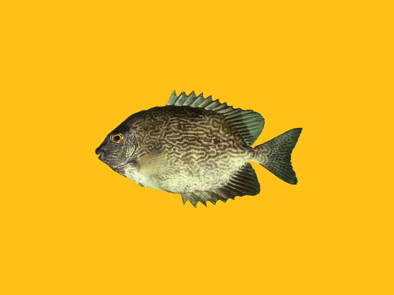 臭肚鱼:辐鳍鱼纲鲈形目刺尾鱼亚目篮子鱼科的其中一个种