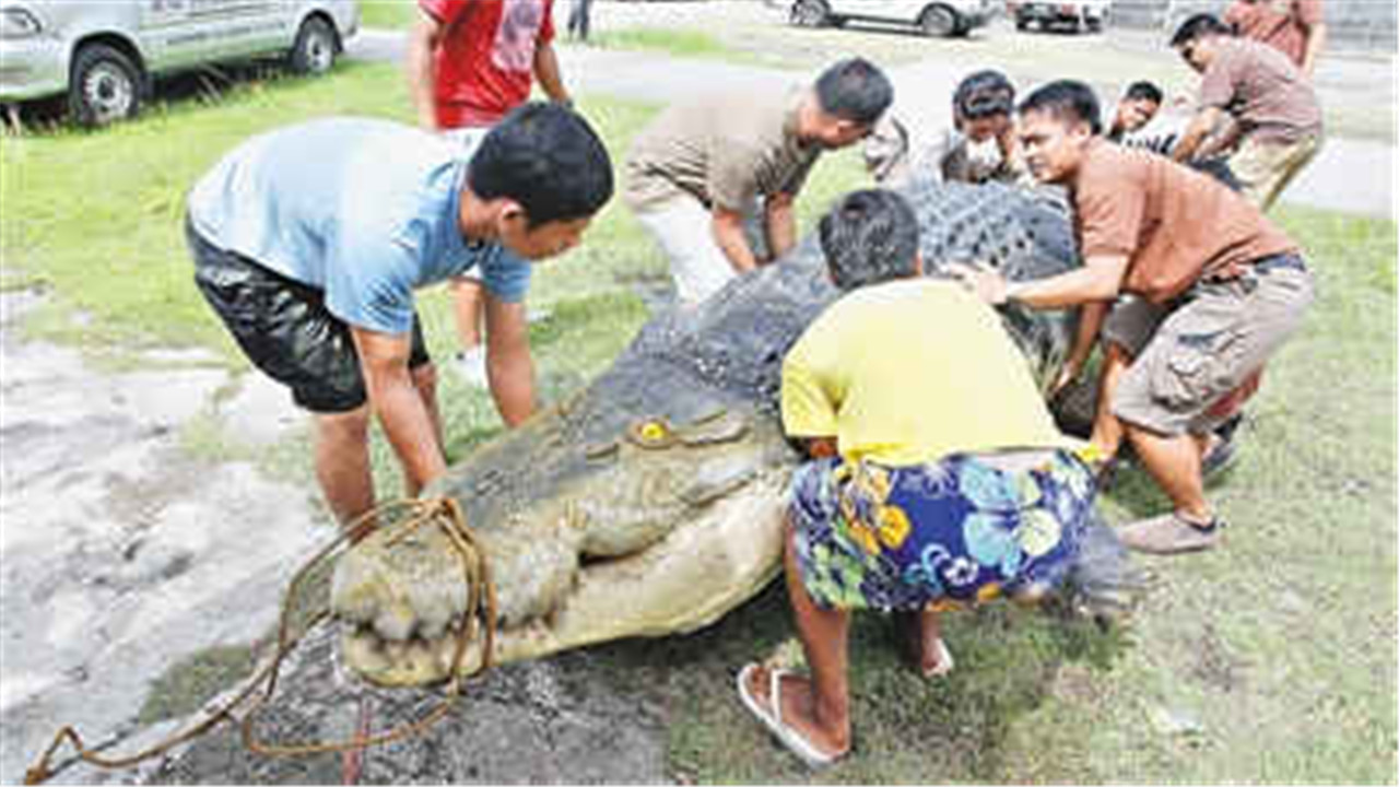这号称世界最大的鳄鱼,3200斤重,被盯上必死无疑