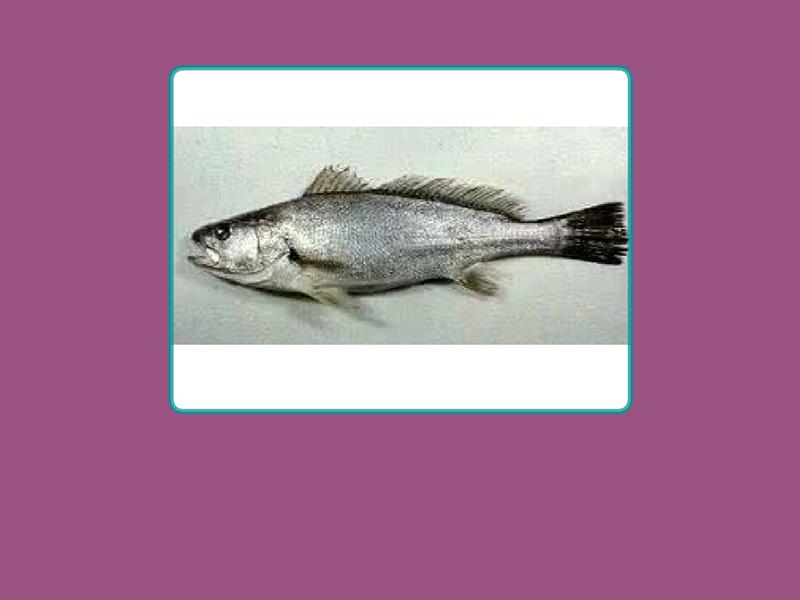 一分钟了解日本白姑鱼