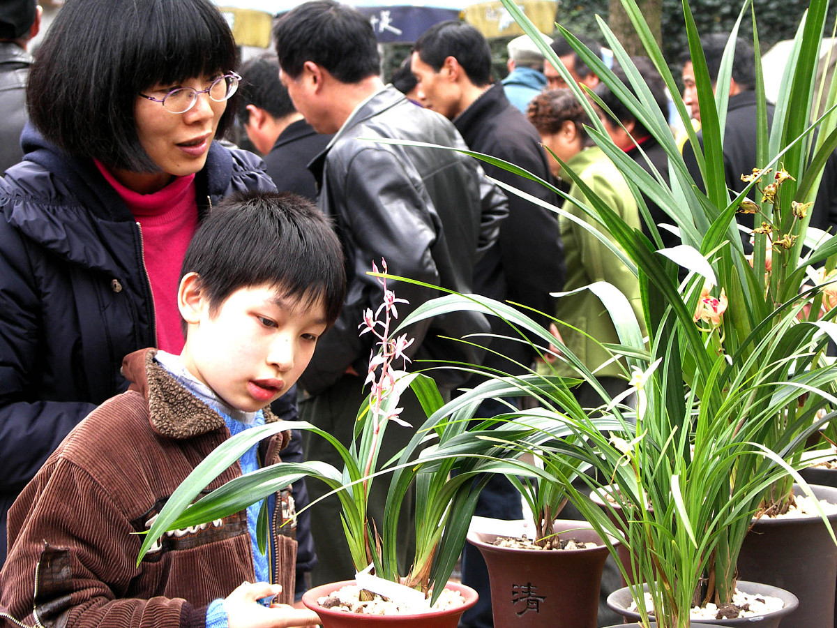 广西种植兰花产业市场分析