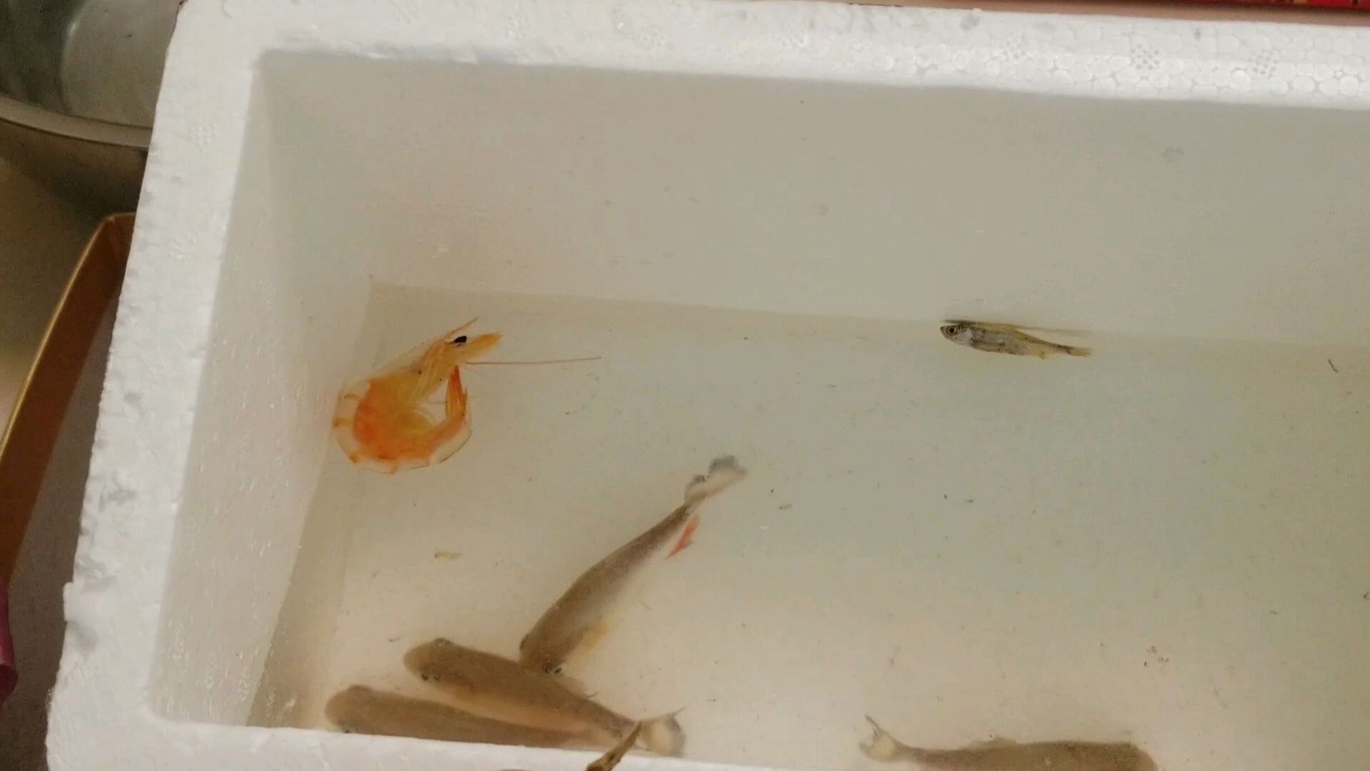 网购128元“5条食人鱼”,红色的鱼尾,喂体型超大的虾会吃吗