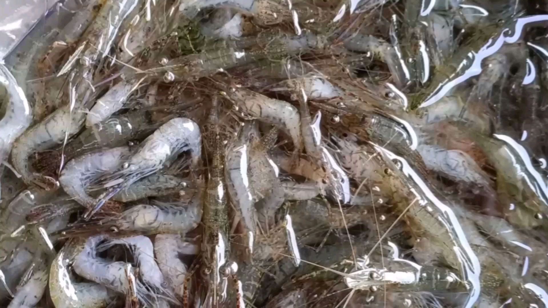 鲜活小河虾油炸有妙招:酥脆不扎嘴,大厨说拍粉是关键