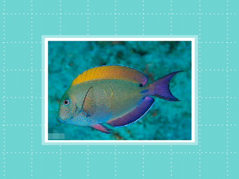 原来双斑刺尾鱼长这样