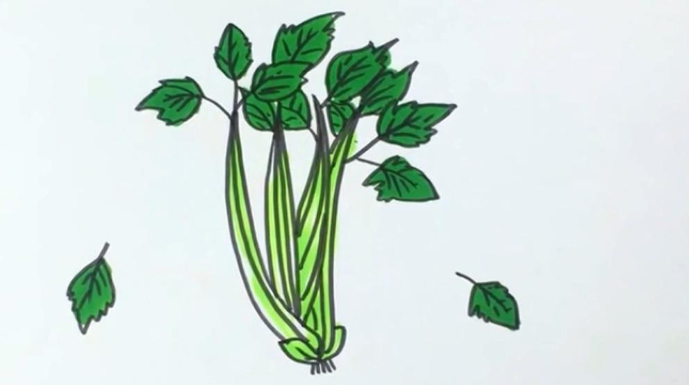 「手工」简笔画芹菜 简单好学