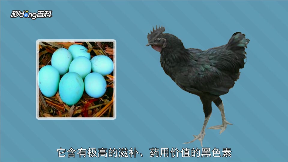 原来五黑鸡长这样