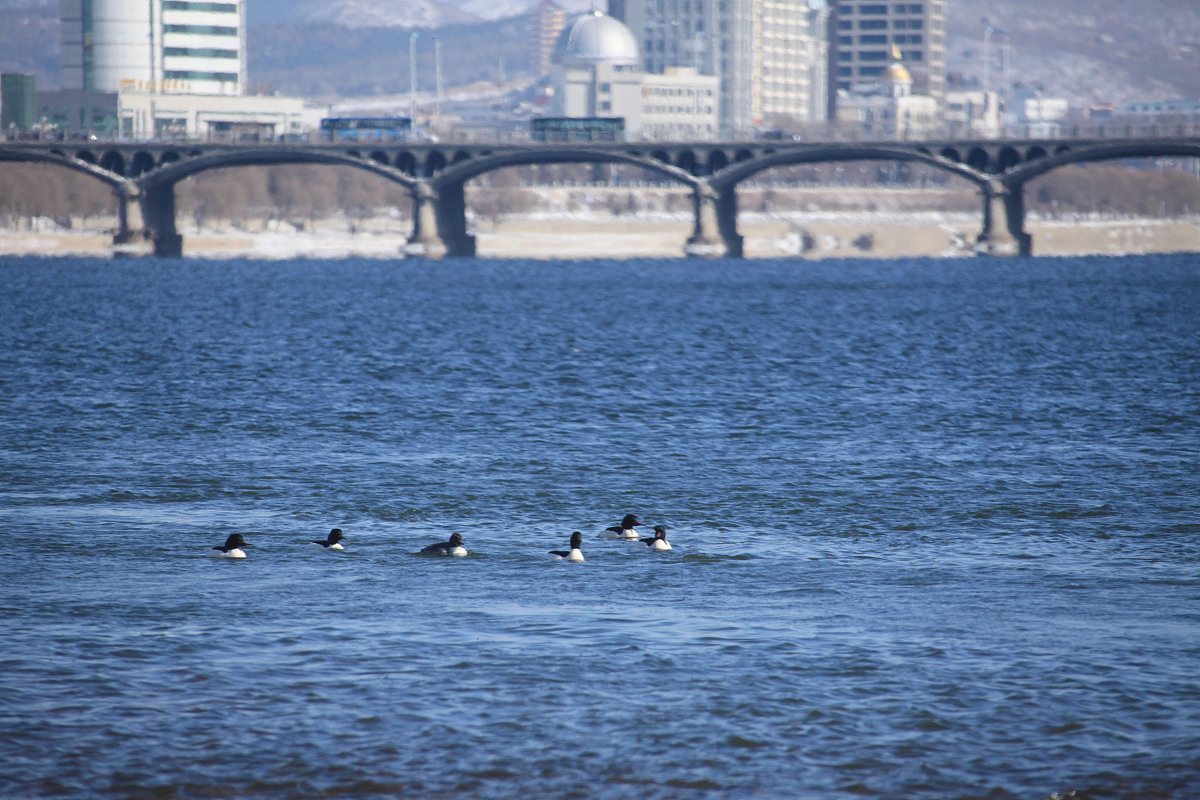 门前大桥下，数数可爱的鸭子！