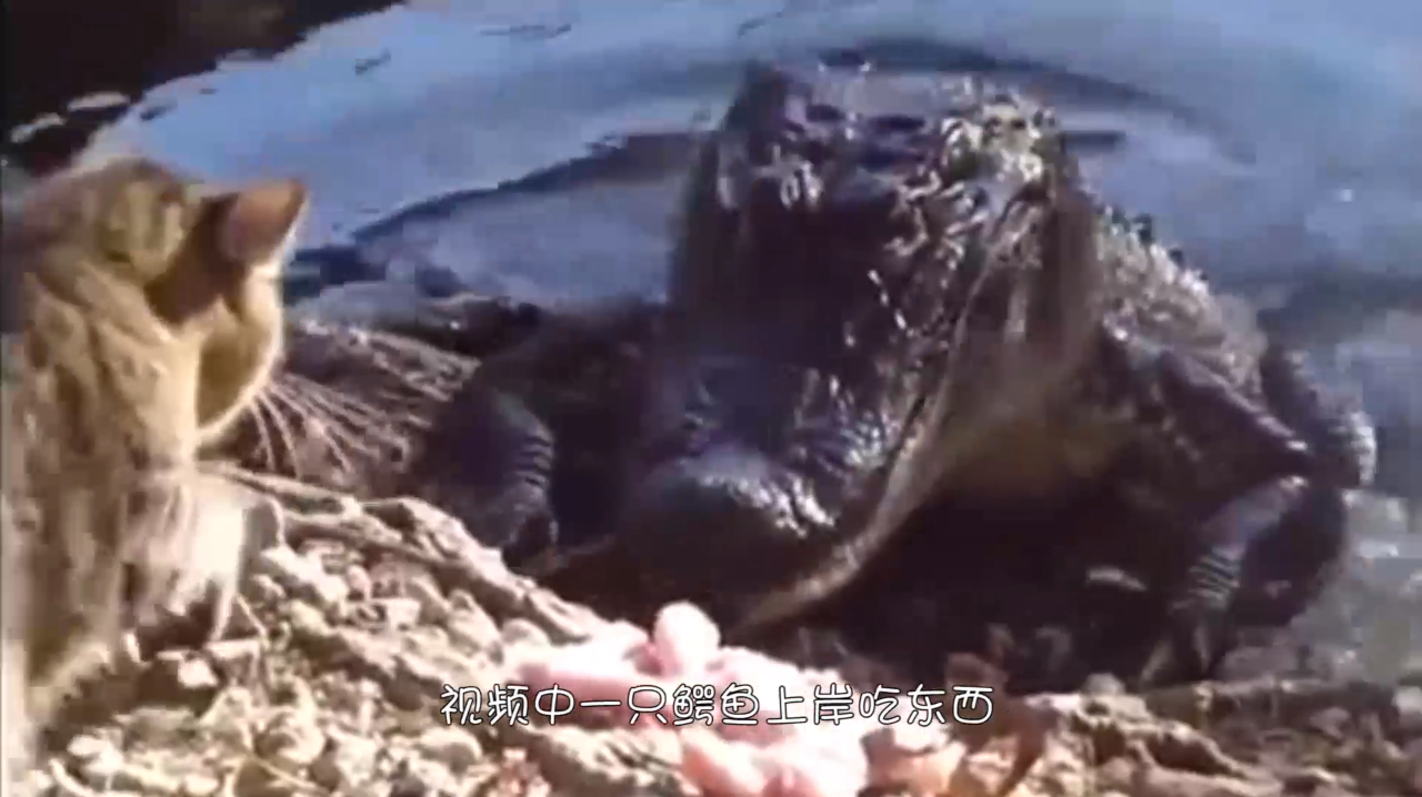 鳄鱼上岸遇到猫,猫咪连拍鳄鱼脑袋,鳄鱼气出了狗叫!