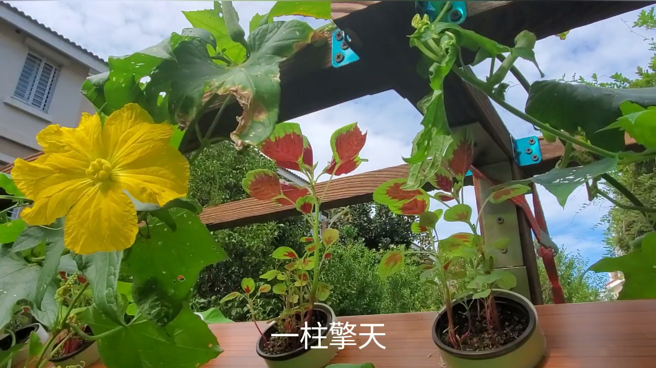 养鱼的水种菜,蔬菜种在墙上,这办法牛