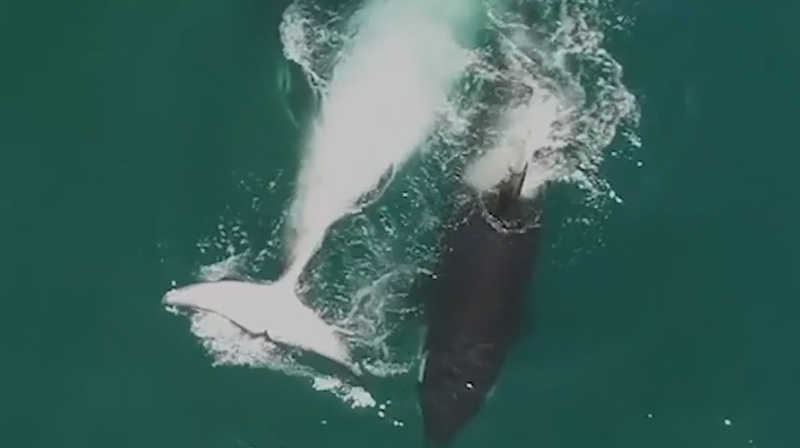 当鲨鱼遇上虎鲸,谁才是真正的海洋一霸?看完涨知识了