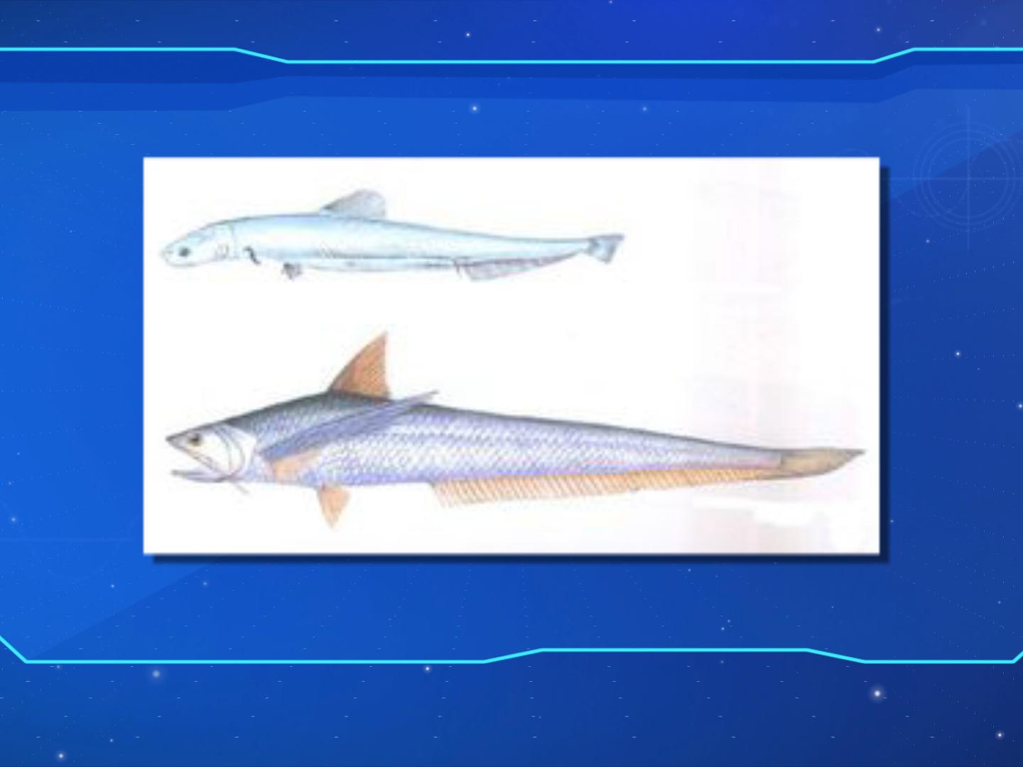 原来烤子鱼凤鲚长这样