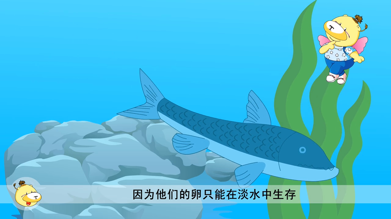 棕熊王国:熊妈妈知道的真多,大马哈鱼的鱼卵只能在淡水生存