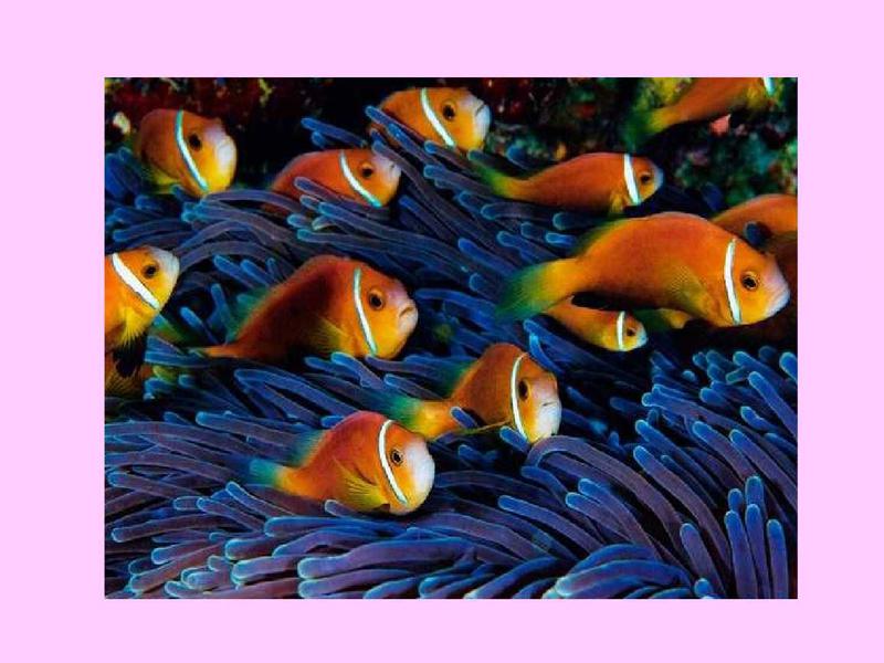 原来海葵双锯鱼长这样