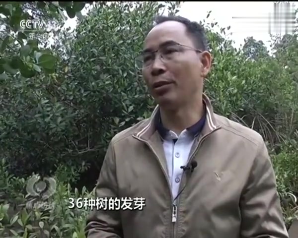 濒危物种面临威胁 退塘还湿面临难题 如何拯救红树林?