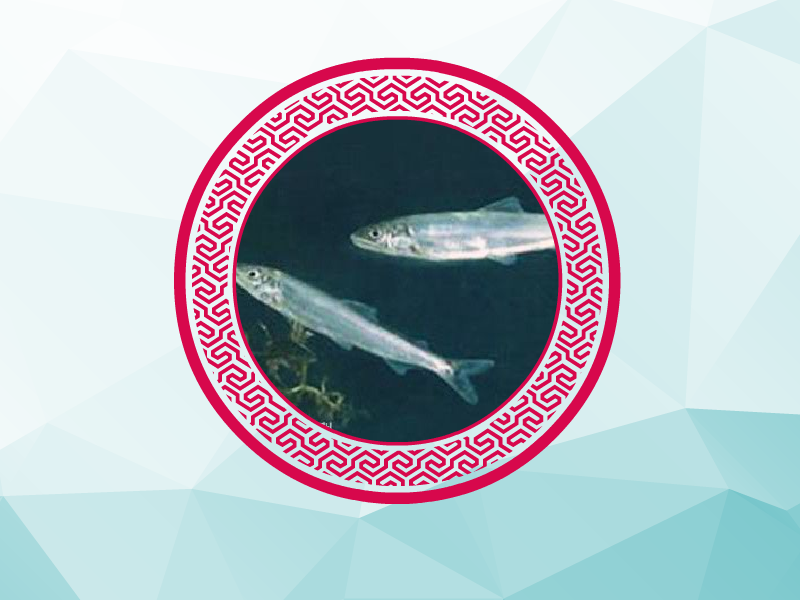 原来中华小公鱼长这样