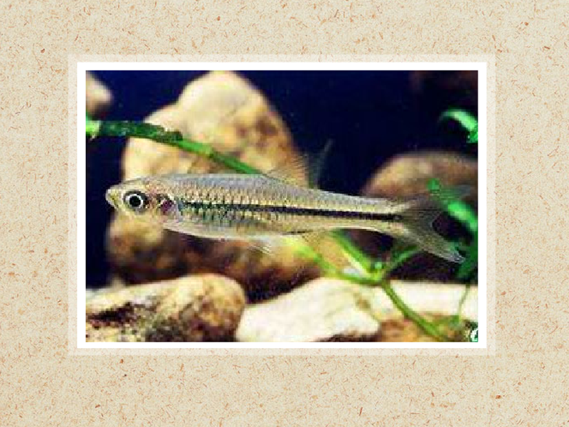 原来背点波鱼长这样