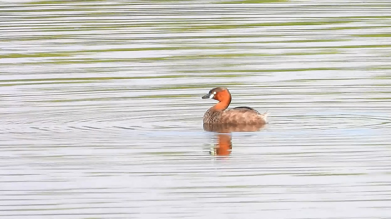 水中的野鸭子小鷿鷈梳理羽毛,钩嘴鹛叫声