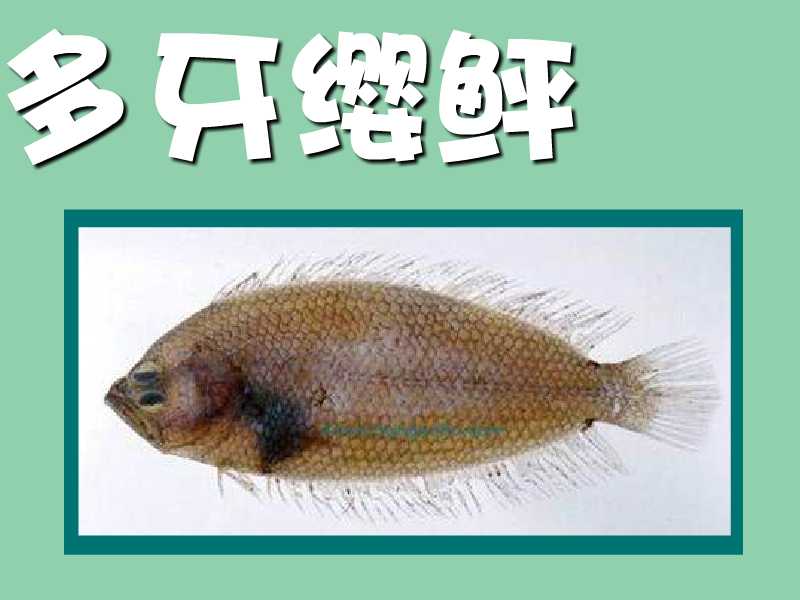 多牙缨鲆:为鲆科缨鲆属的鱼类