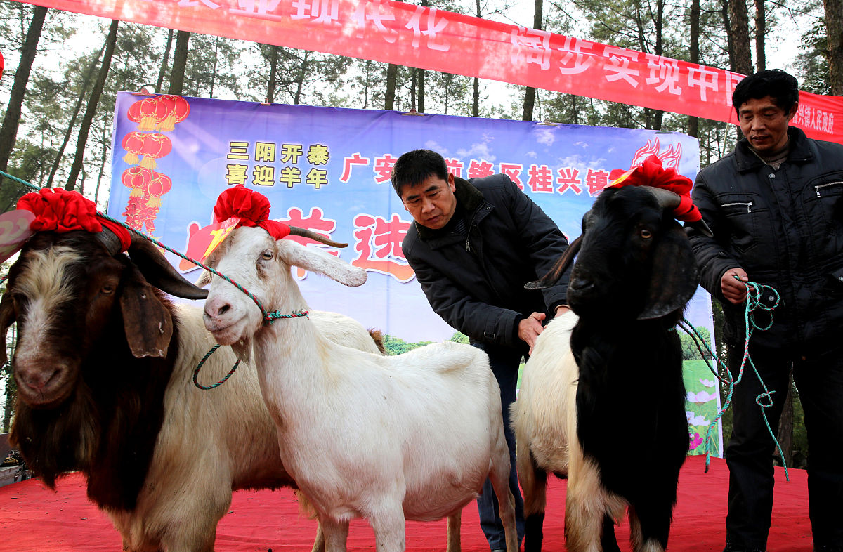 白山羊补贴监督机制