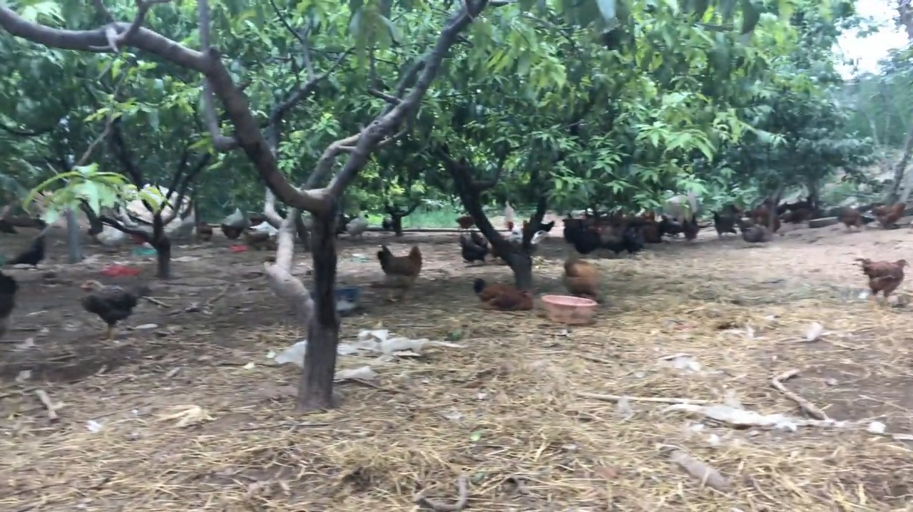 农村土鸡这样饲养,鸡蛋和鸡的价格你可别嫌贵