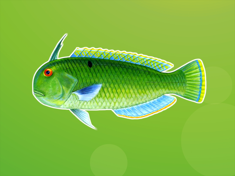 原来孔雀颈鳍鱼长这样