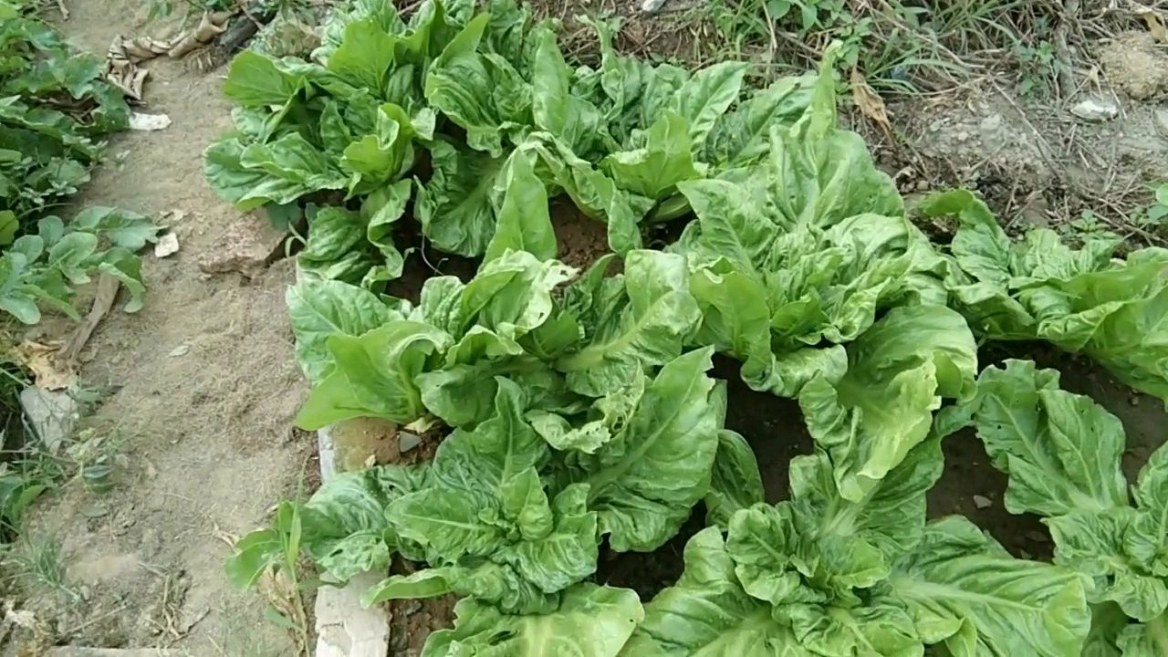 纯绿色无任何农药的青菜,您们那里这些青菜都叫什么