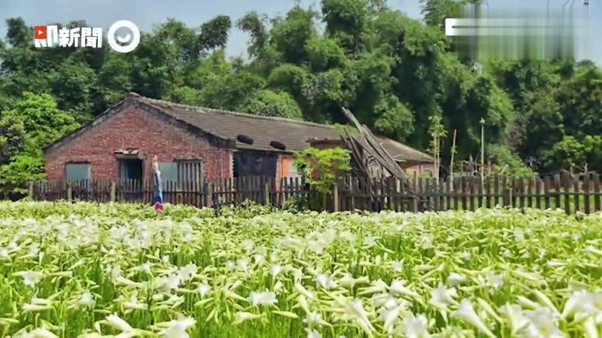 梦幻泡泡屋、疗愈多肉植物环绕 南投打卡热点仿佛置身外星球!