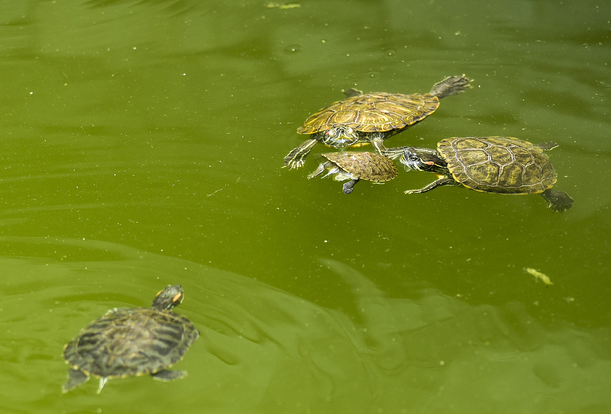 你老池大了鳖大了吧这两句话是什么意思