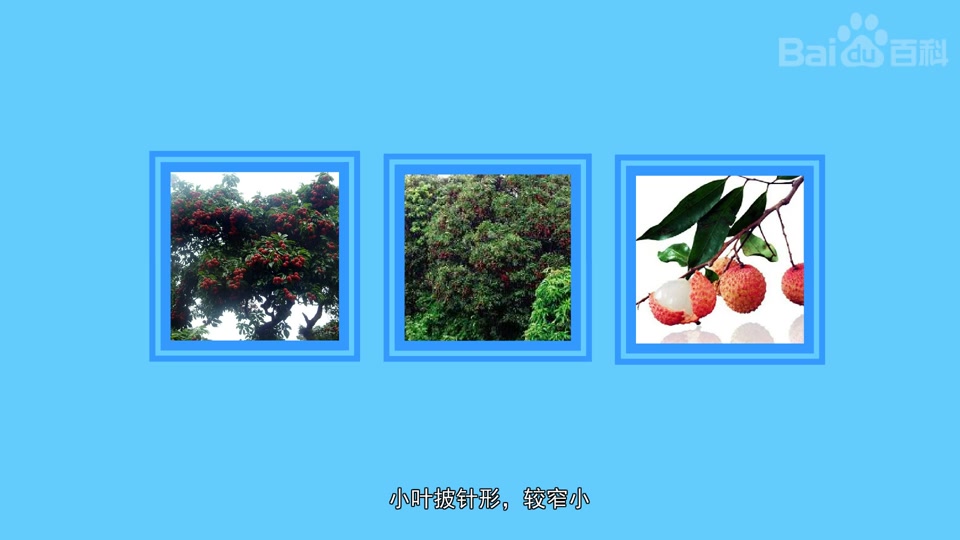糯米糍荔枝