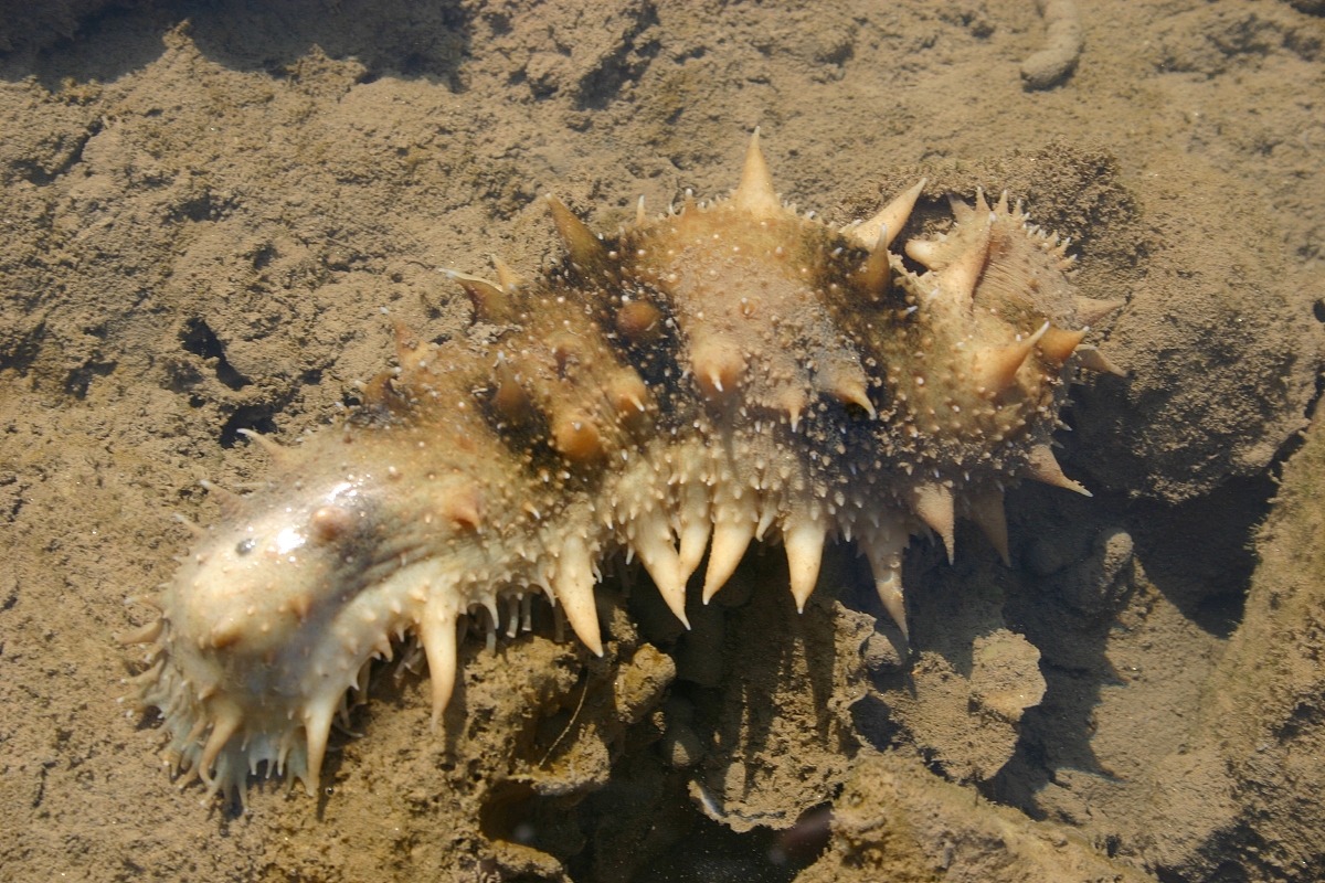 ***_***2006年11月07日,辽宁省大连市,即将上市的三年生鲜活海参,刺参