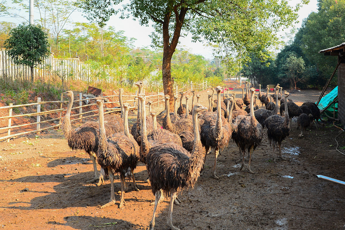邓郑城 - 22岁应届毕业生 - 工程造价专业 - 广西职业技术学院
