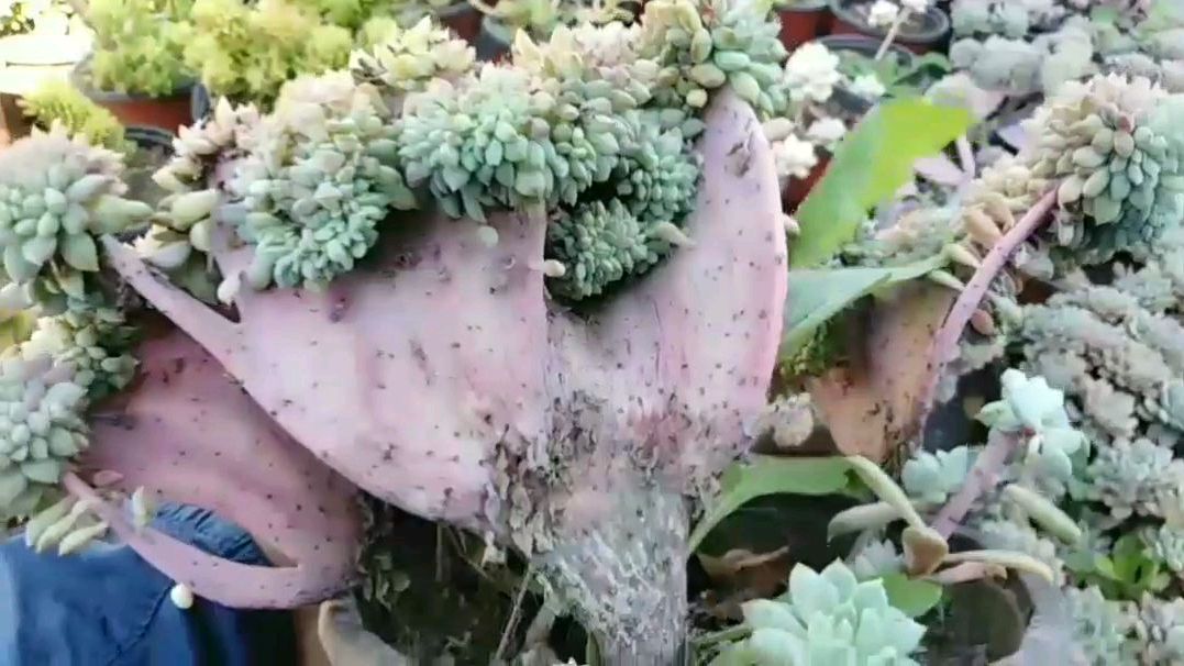 露天种植的多肉植物,缀化的吉娃莲老桩