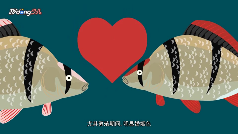 虎皮鱼怎样区分公母