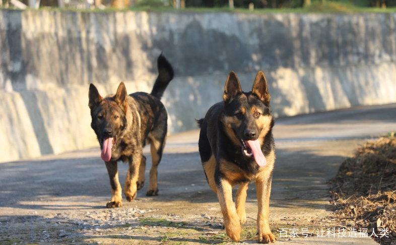 明犬 baijiahao.baidu.com
