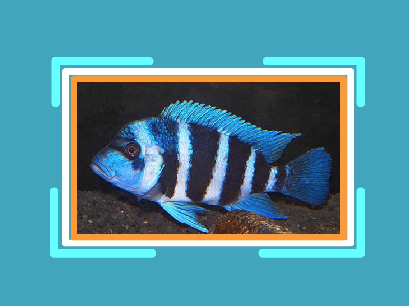 慈鲷科鱼:千变万化的种类