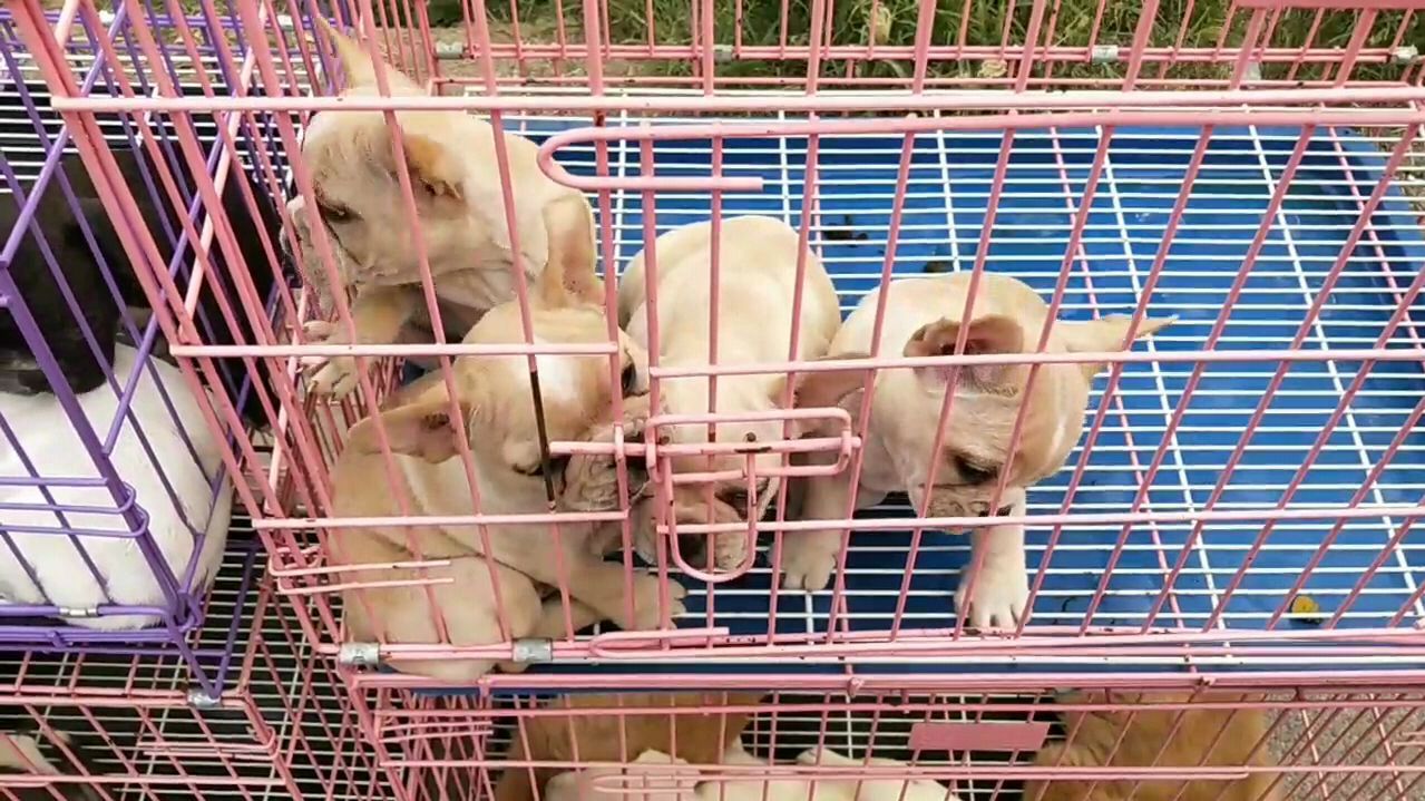 狗市上拍到几条黄色和黑白色的小法国斗牛犬,这种狗狗非常可爱