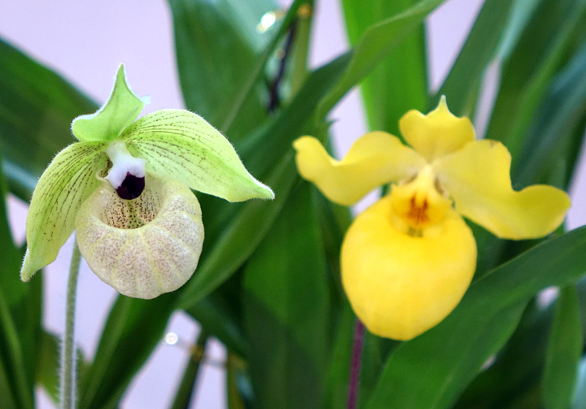 2014年04月01日,河南省郑州市,美丽惊艳的各种兰花.  兰花,国兰,洋兰,